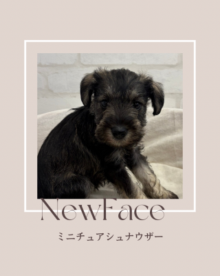 デビューしたばかりのわんちゃん情報🐶