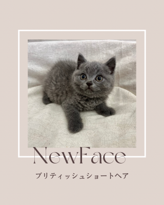 デビューしたばかりの猫ちゃん情報🐱🐾