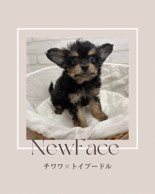 デビューしたばかりのわんにゃん情報🐶🐱