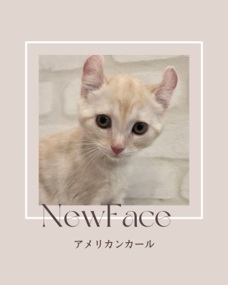 デビューしたばかりのネコちゃん情報🐱