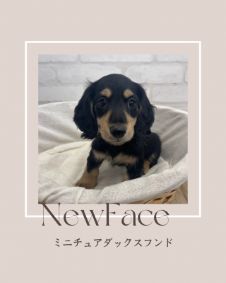 デビューしたばかりのわんちゃん情報🐶