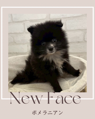 デビューしたばかりのわんちゃん情報🐶🩶
