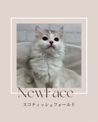 デビュしたばかりのわんにゃん情報🐶🐱