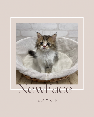 デビューしたばかりの猫ちゃん情報🐱