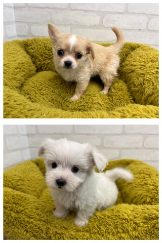 デビューしたばかりのわんちゃん情報🐶