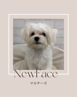 デビューしたばかりのわんちゃん情報🐶