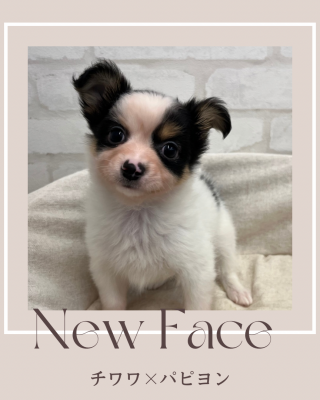 デビューしたばかりのわんにゃん情報🐶🐱