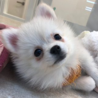 可愛い🐶わんちゃんデビュー✨