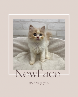 デビューしたばかりの猫ちゃん情報🐱🐾
