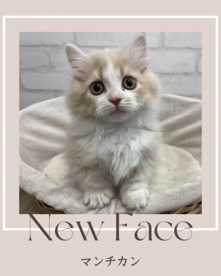 デビューしたばかりのにゃんちゃん情報🐱💕