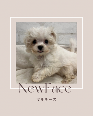 デビューしたばかりのわんちゃん情報🐶