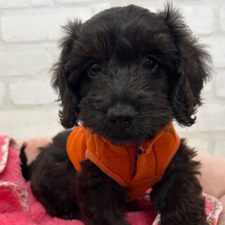 ホームセンター コーナン ショップニュース 八王子オクトーレ ホームセンター コーナン ショップニュース 八王子オクトーレ