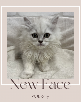 デビューしたばかりのねこちゃん情報🐱