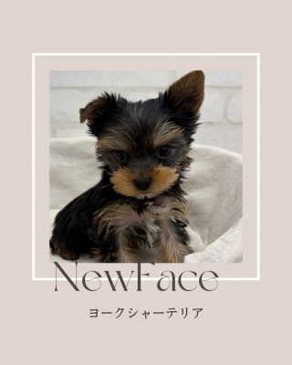 デビューしたばかりのわんちゃん情報🐶