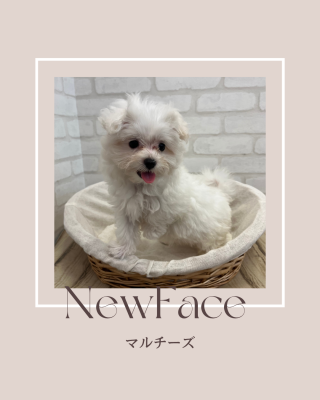 デビューしたばかりのわんにゃん情報🐶🐾🐱