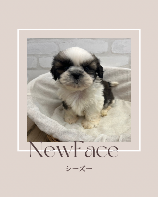 デビューしたばかりのわんちゃん情報🐶