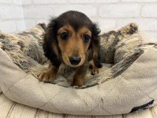 デビューしたばかりのわんにゃん情報🐶🐱