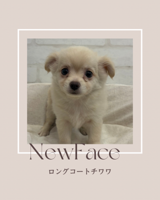 デビューしたばかりのわんちゃん情報🐶
