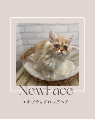 デビューしたばかりの猫ちゃん情報🐱