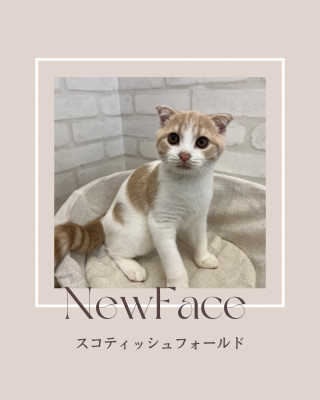 デビューしたばかりのわんにゃん情報🐶🐱