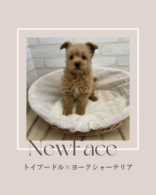 デビューしたばかりの犬猫情報🐶🐾