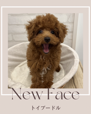 デビューしたばかりのわんちゃん情報🐶🐾