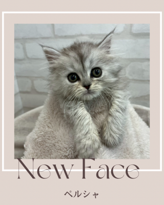 デビューしたばかりのにゃんちゃん情報🐱🩵