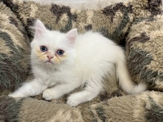 デビューしたばかりのわんにゃん情報🐶🐱