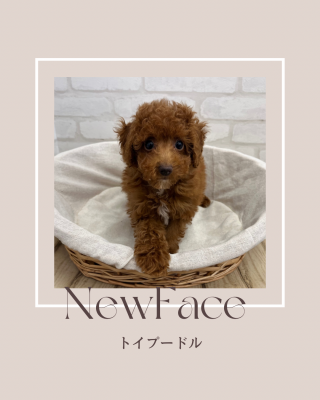 デビューしたばかりのわんちゃん情報🐶🐾