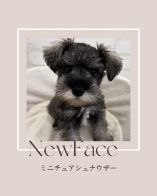 デビューしたばかりのわんちゃん情報🐶