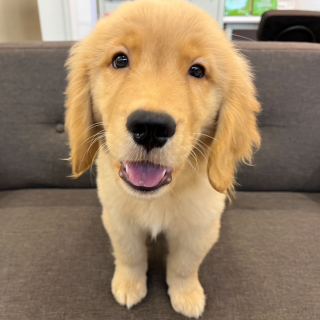 お久しぶりの大型犬✨
