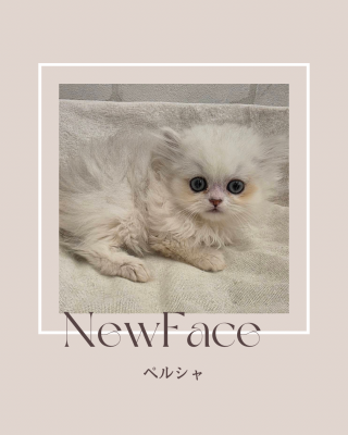 デビューしたばかりのわんにゃん情報🐶🐱