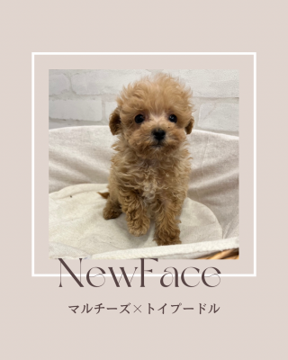 デビューしたばかりのわんちゃん情報🐶