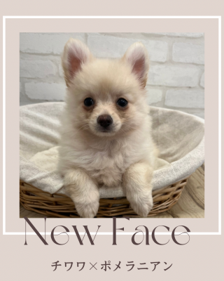 デビューしたばかりのわんちゃん情報🐶