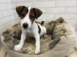 デビューしたばかりのわんちゃん情報🐶🐾
