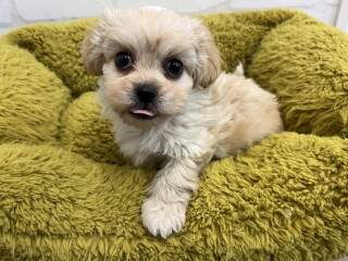 デビューしたばかりのわんちゃん情報🐶