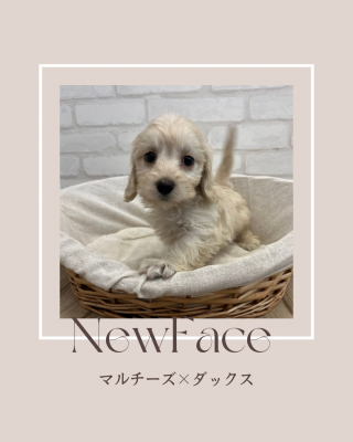 デビューしたばかりのワンちゃん情報🐶🐾
