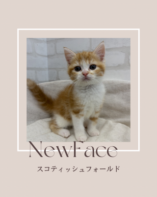 デビューしたばかりのねこちゃん情報🐱
