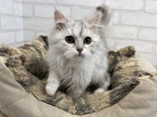 デビューしたばかりのわんにゃん情報