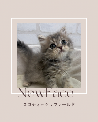 デビューしたばかりのわんにゃん情報🐶🐱