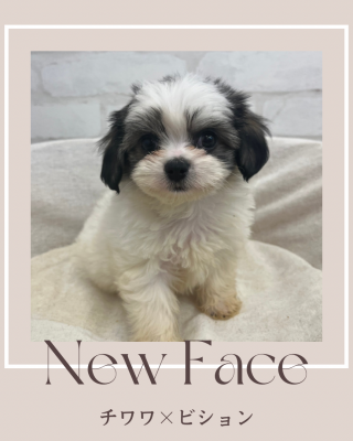 デビューしたばかりのわんちゃん情報🐶🐾