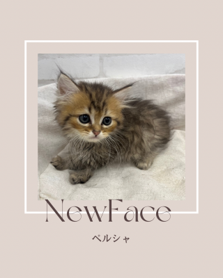 デビューしたばかりのわんにゃん情報🐶🐱