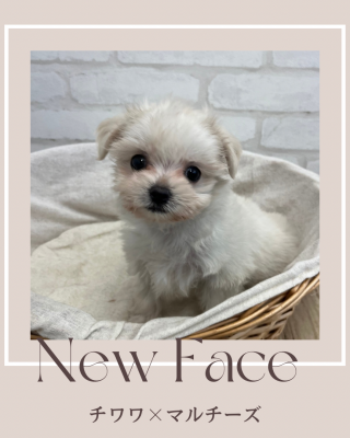 デビューしたばかりのわんちゃん情報🐶
