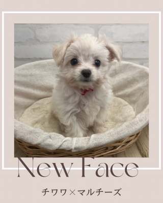 デビューしたばかりのわんちゃん情報🐶🐾