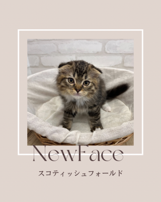 デビューしたばかりの猫ちゃん情報🐱🐾