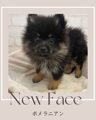 デビューしたばかりのわんちゃん情報🐶🐾