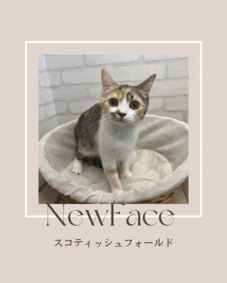 姉妹店から来てくれた猫ちゃん情報🐱