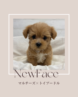 デビューしたばかりのわんちゃん情報🐶