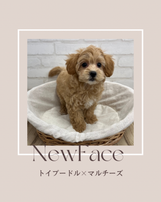 デビューしたばかりのわんちゃん情報🐶🐾