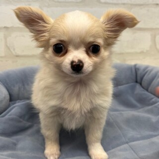 可愛い子たち🐾仲間入り♡